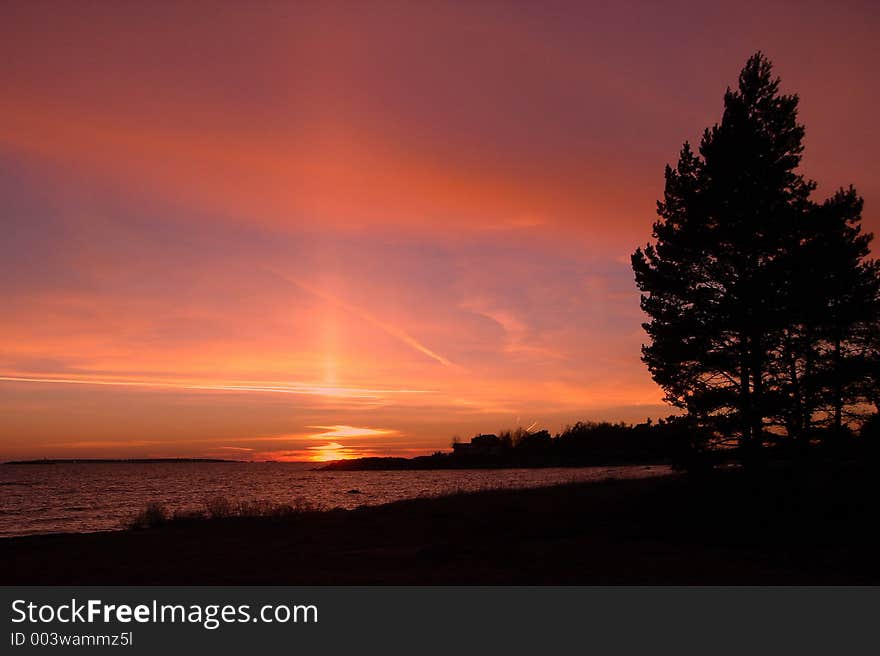 Tree on a background of a sunset. Tree on a background of a sunset