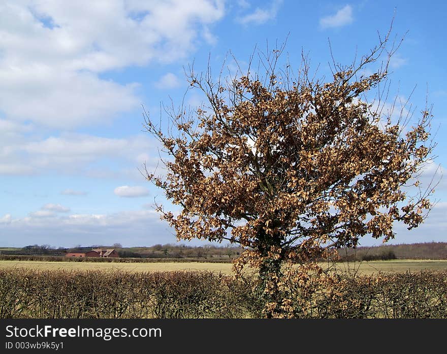 An isolated bush ina hedgerow. An isolated bush ina hedgerow