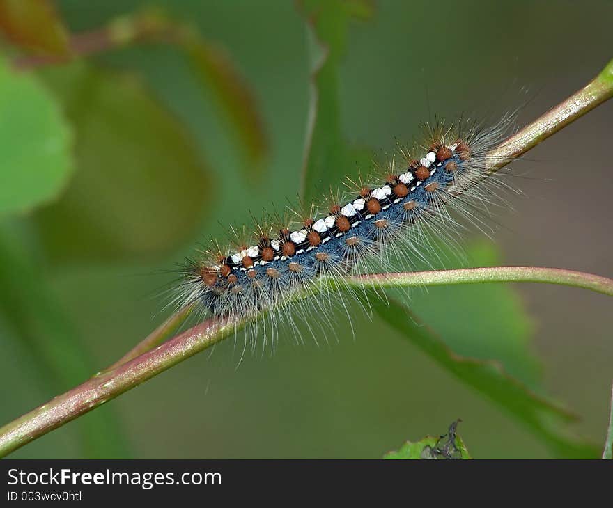 Caterpillar of butterfly Leucoma salicis.