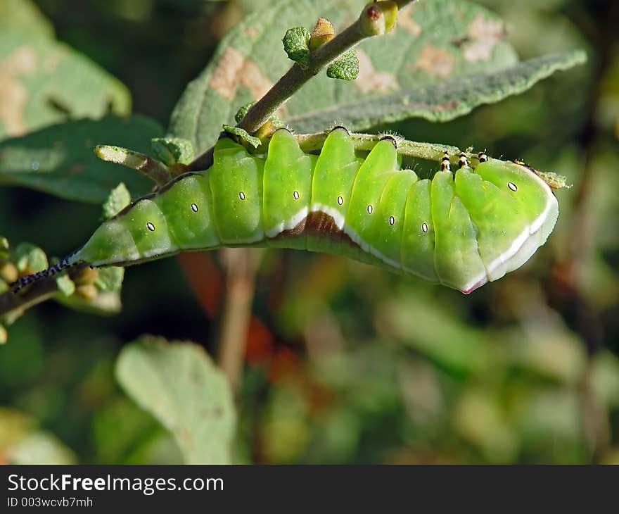 Caterpillar Of Butterfly Cerura Erminea.