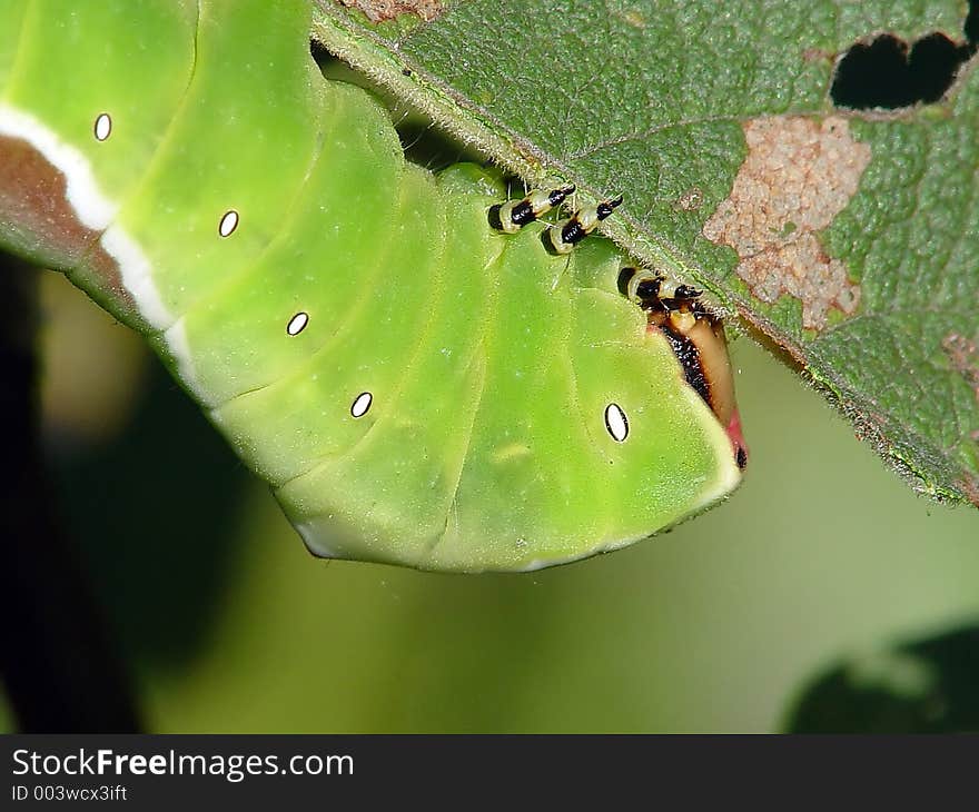 A caterpillar of butterfly Cerura erminea families Notodontidae on a leaf of a willow. The photo is made in Moscow areas (Russia). Original date/time: 2003:07:31 09 :41:29. A caterpillar of butterfly Cerura erminea families Notodontidae on a leaf of a willow. The photo is made in Moscow areas (Russia). Original date/time: 2003:07:31 09 :41:29.