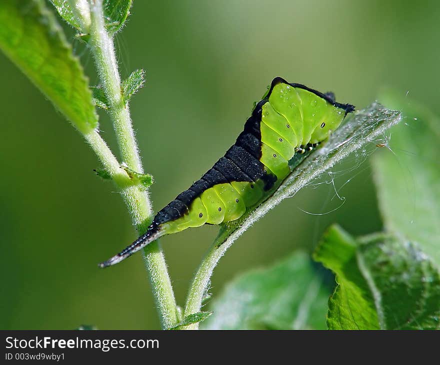 Caterpillar Of Butterfly Cerura Erminea.