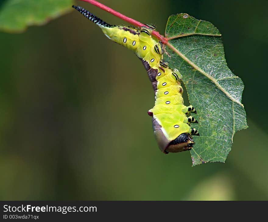 Caterpillar Of Butterfly Cerura Erminea.