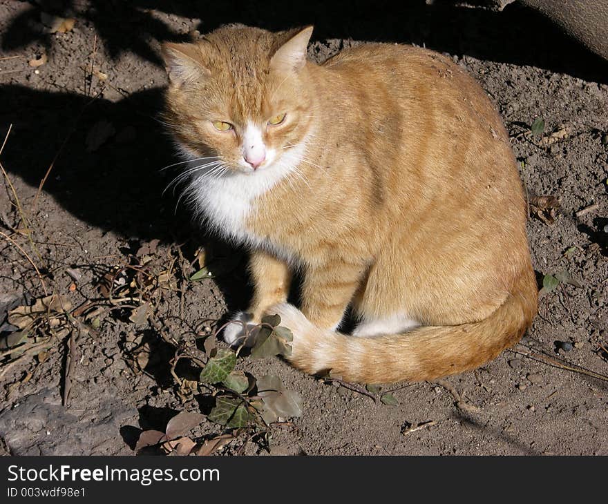 ginger cat is sitting outside. ginger cat is sitting outside