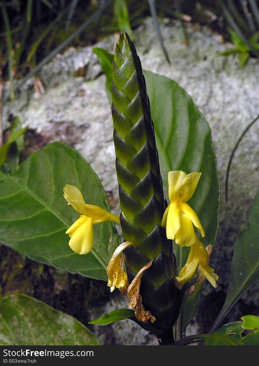 Plant with yellow flowers