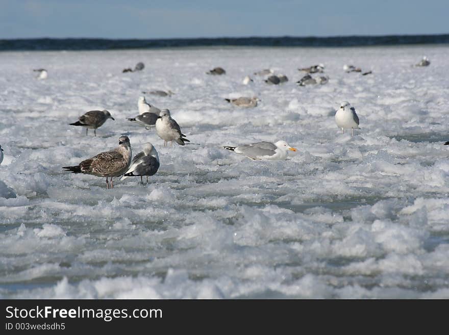 Birds In Winter