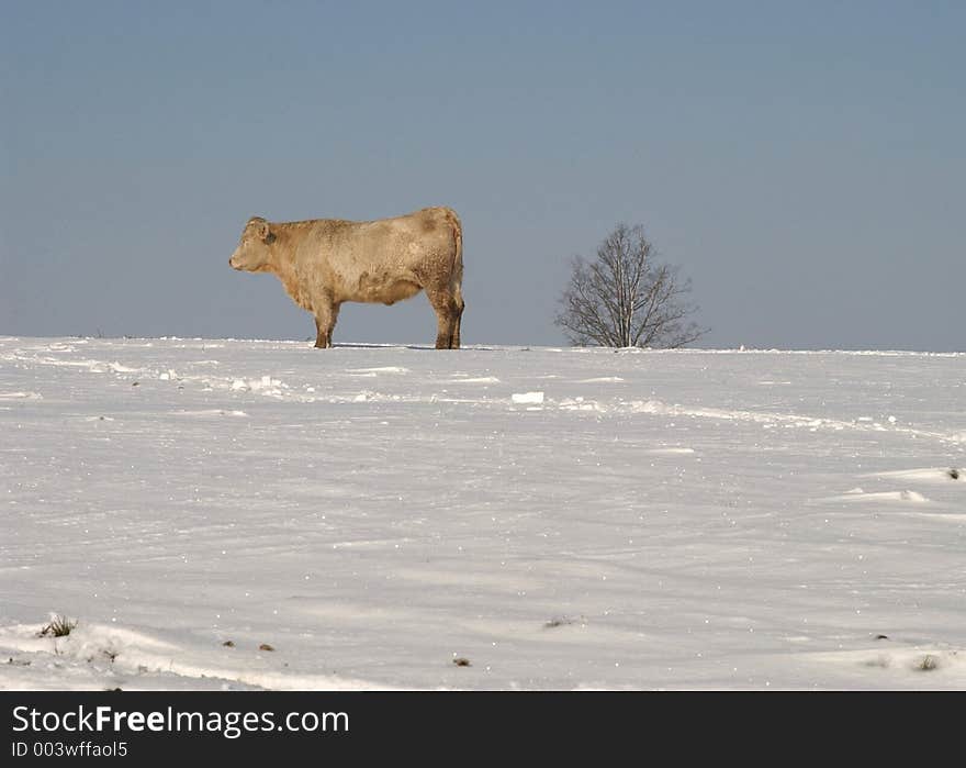 Cow standing in the snow alone with a tree and blue sky. Cow standing in the snow alone with a tree and blue sky