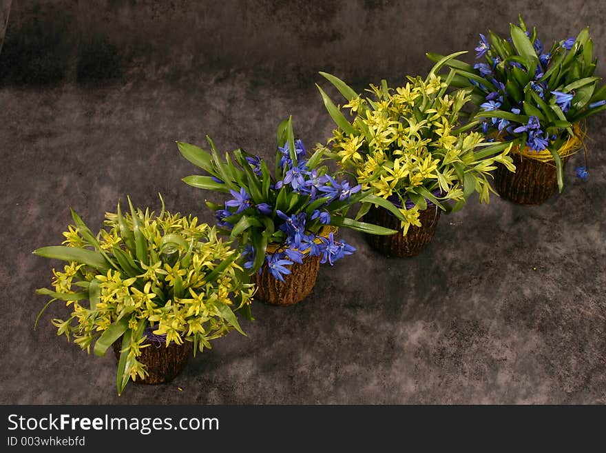 Snowdrops of yellow and blue in the little wooden vases