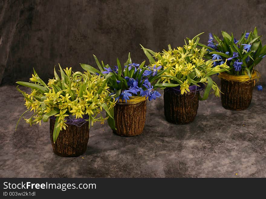 The bowls with snowdrops