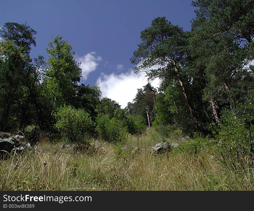 Mountain Forest