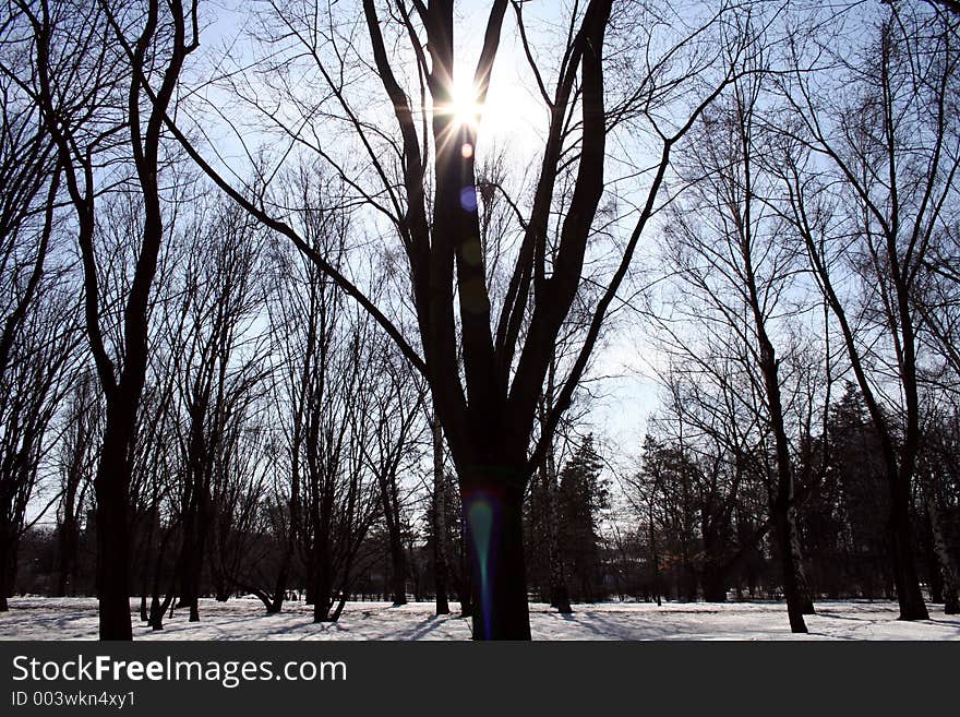 Rays of sun peaking through the trees. Rays of sun peaking through the trees