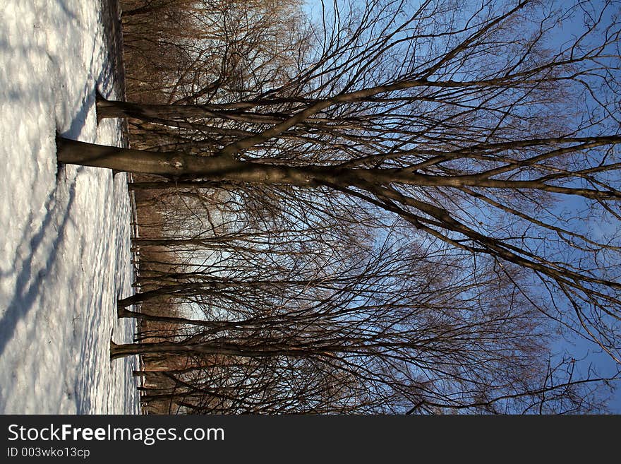 Melting snow and golden trees. Melting snow and golden trees