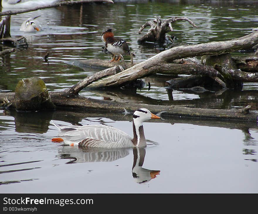 A striped-head Goose Swimming