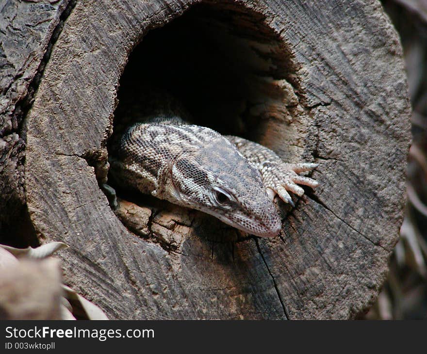 A lizard peeking out of a tree-stump