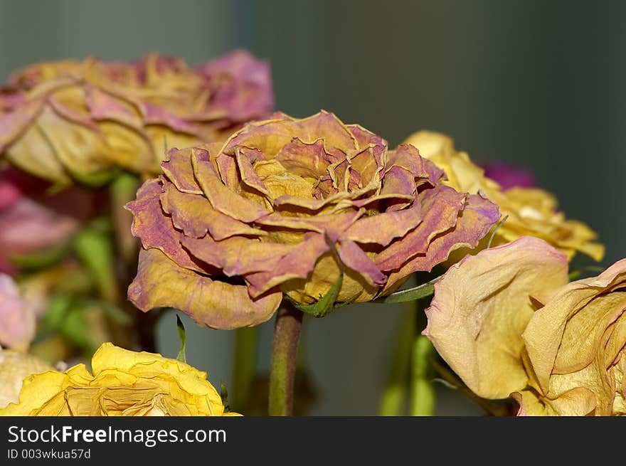 Photo of Dried Roses. Photo of Dried Roses
