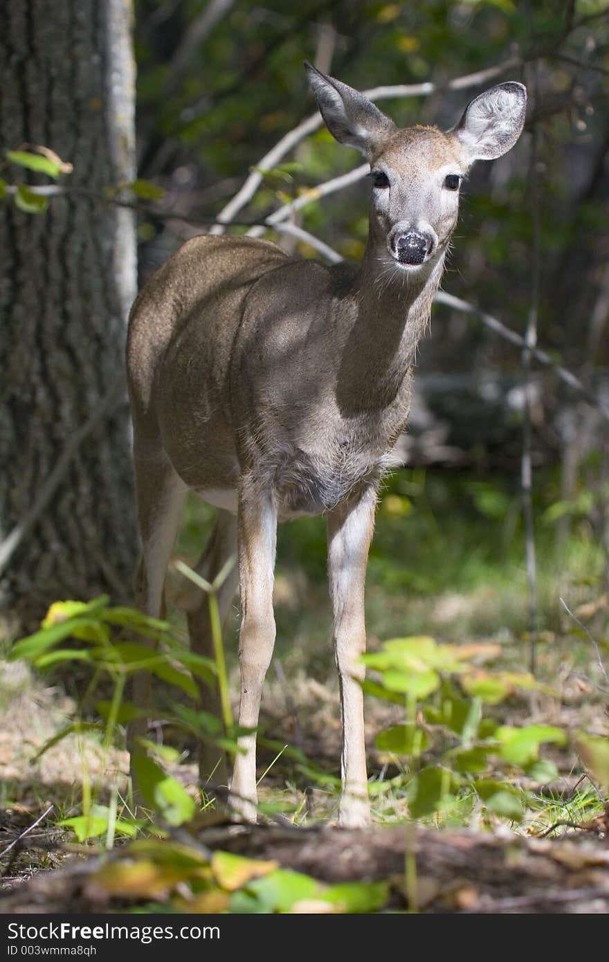 Young Deer