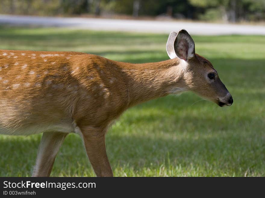 A wite tailed deer fawn walking across a field