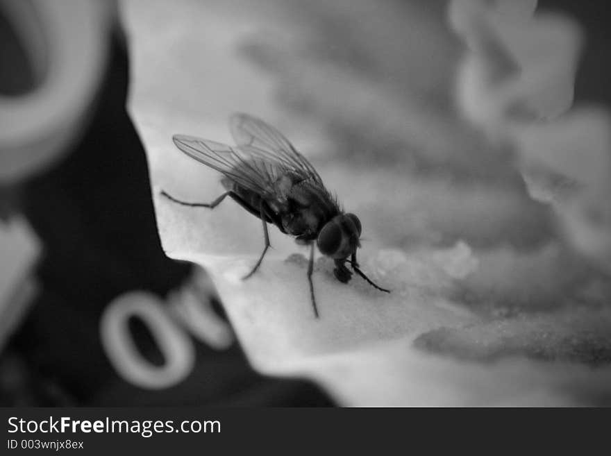 A fly eating food on a cupcake wrapper