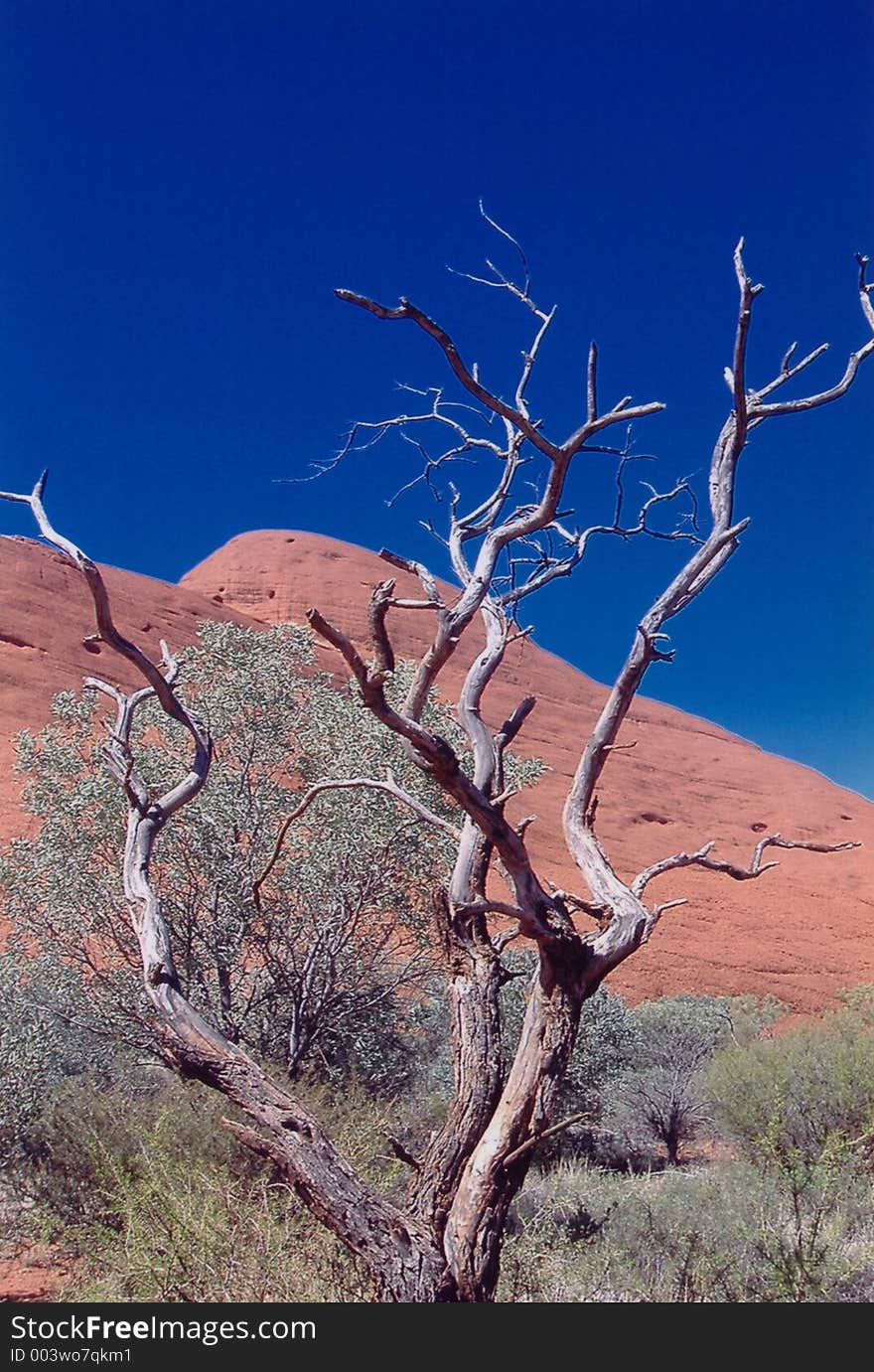 Old tree at the olgas. Old tree at the olgas