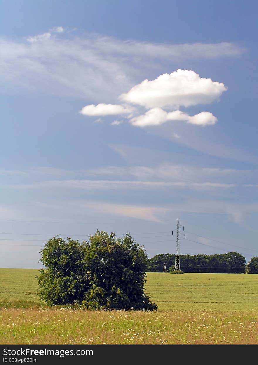 Summer landscape