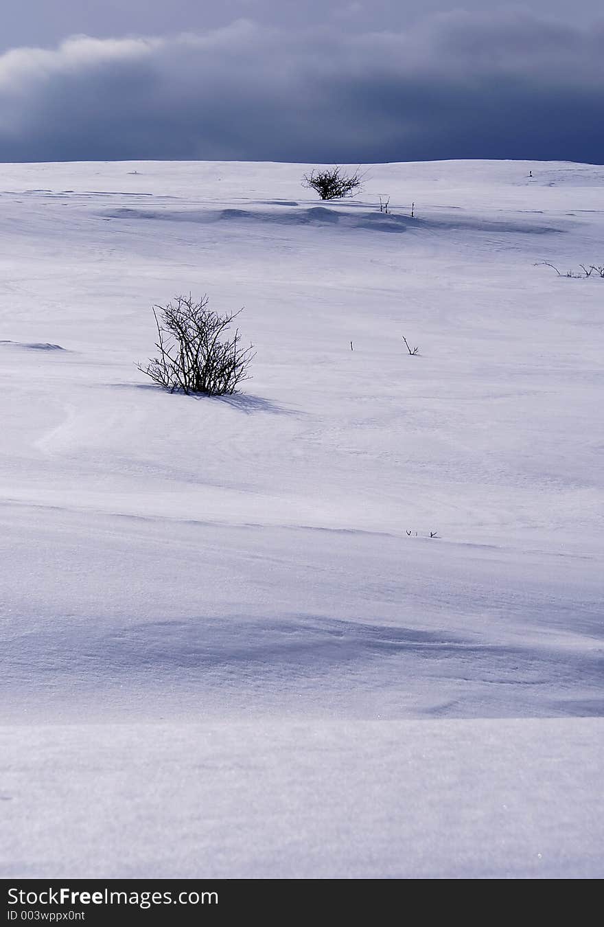 Snowy hill with bushes, cloudy sky.