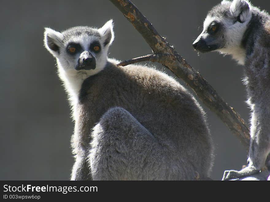 Ring tail lemurs