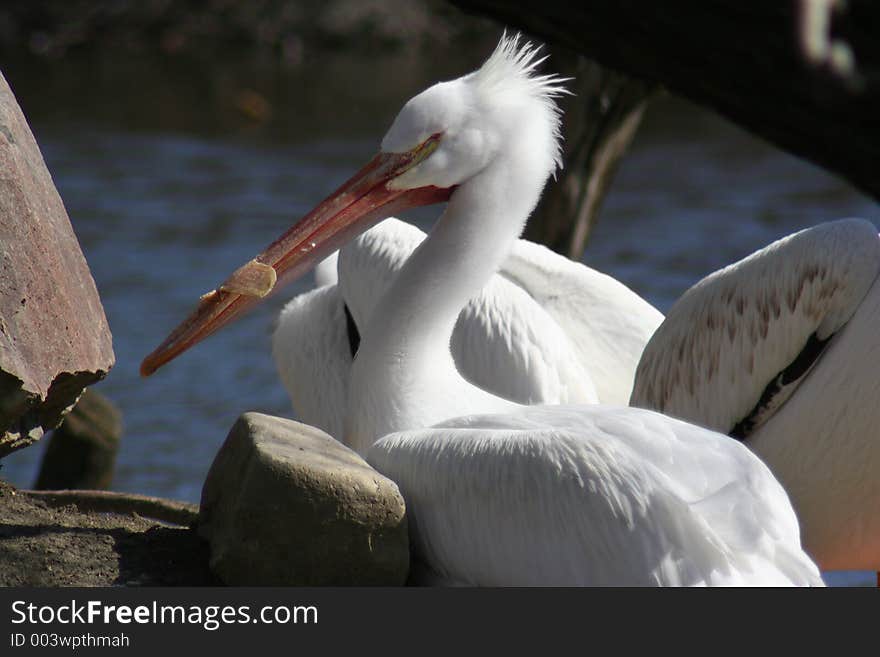 Pelican