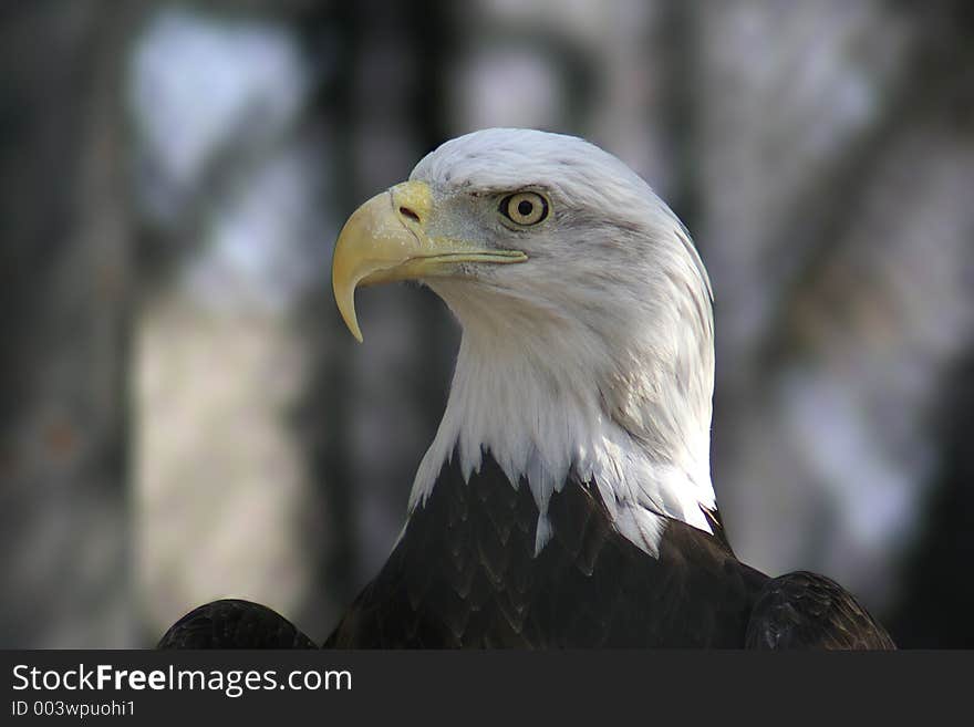 A closeup of a bald eagle head