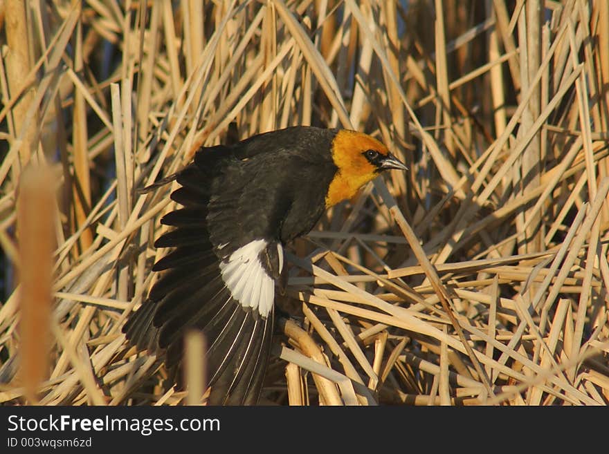 Yellow headed Blackbird