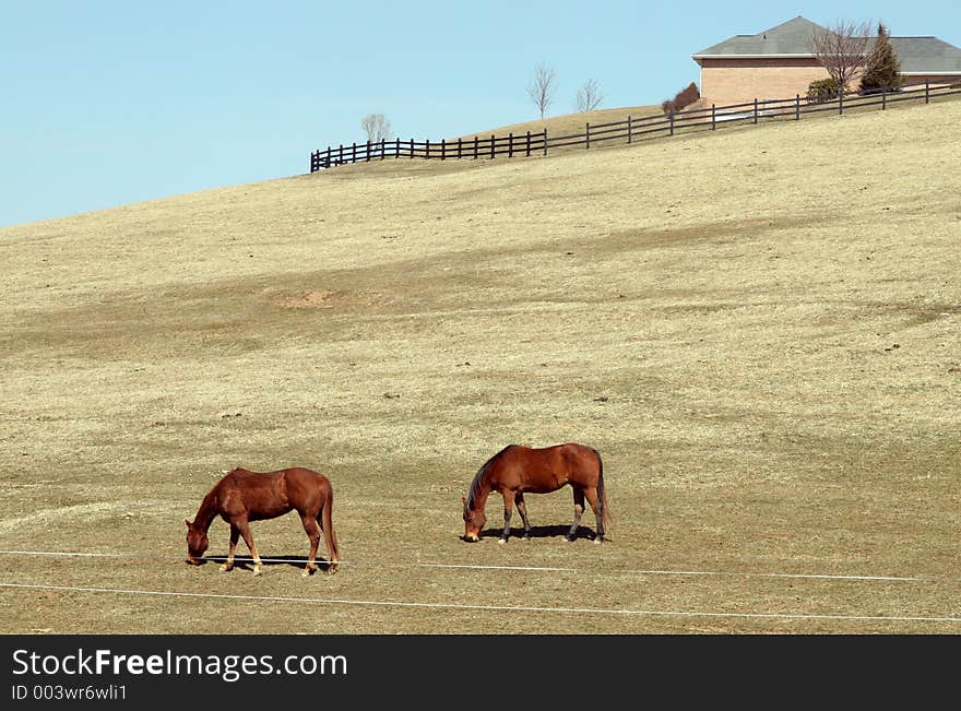 Horse Couple