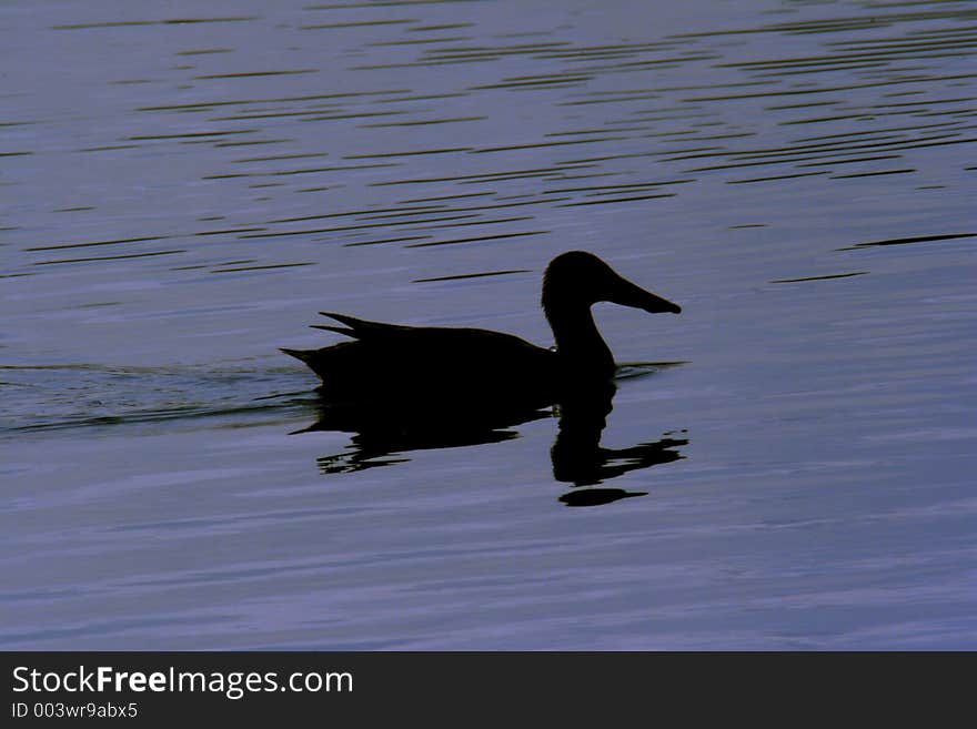 A silhouette of a duck swimming across a pond. taken at oak hammock marsh in manitoba canada. A silhouette of a duck swimming across a pond. taken at oak hammock marsh in manitoba canada