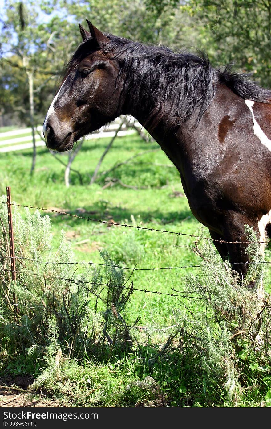 Big Paint horse looking over fence in green pasture. Big Paint horse looking over fence in green pasture