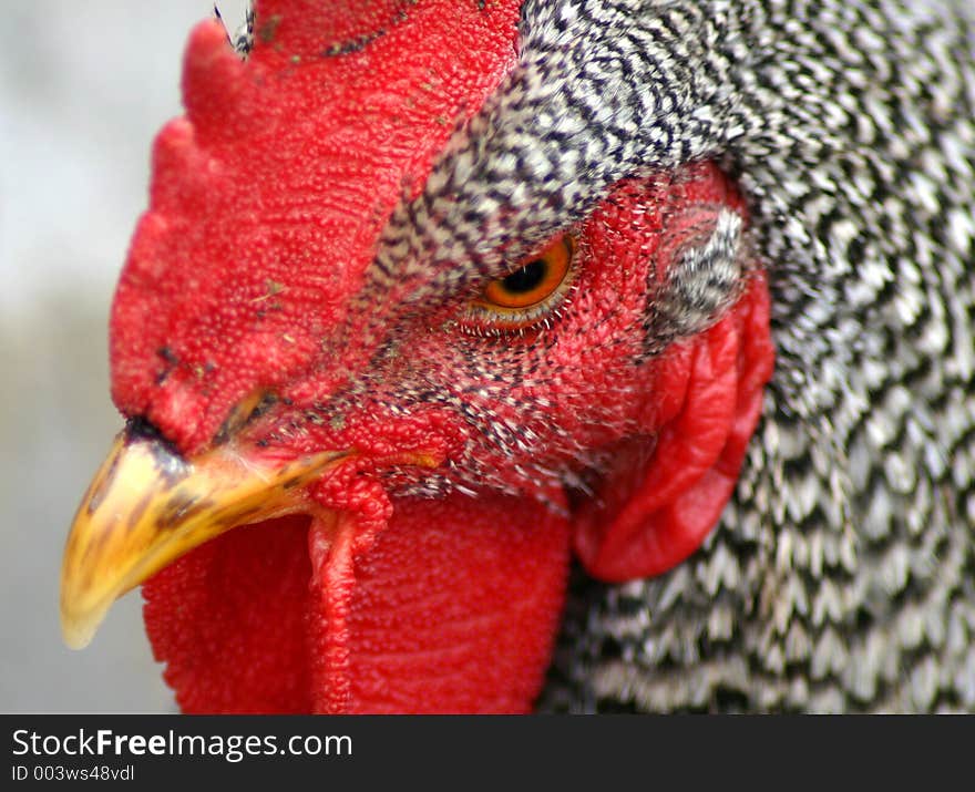 Barred Rock Rooster. Barred Rock Rooster