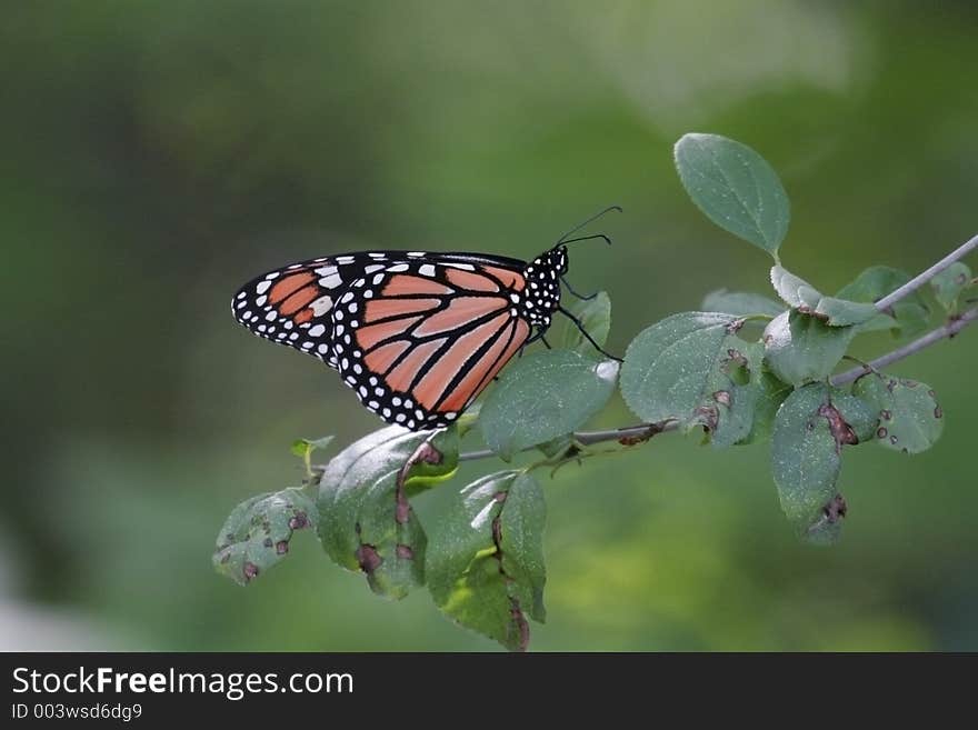 A monarck butterfly on a branch. A monarck butterfly on a branch