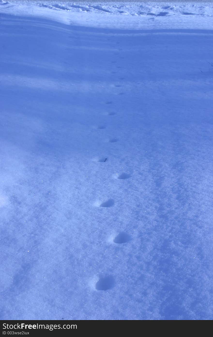 Paw prints in fresh snow