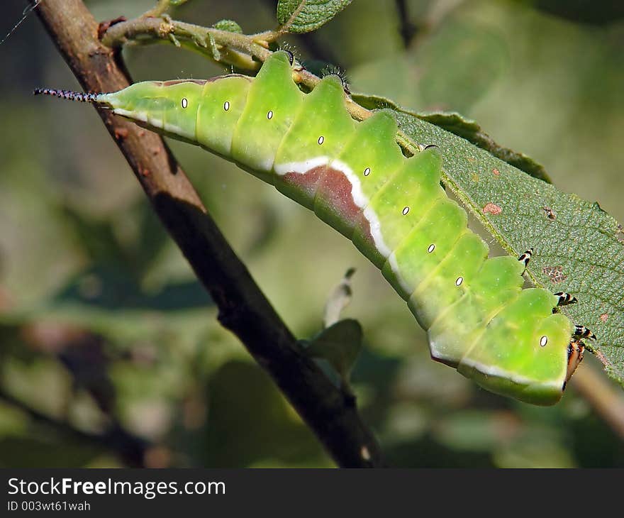 Caterpillar Of Butterfly Cerura Erminea.