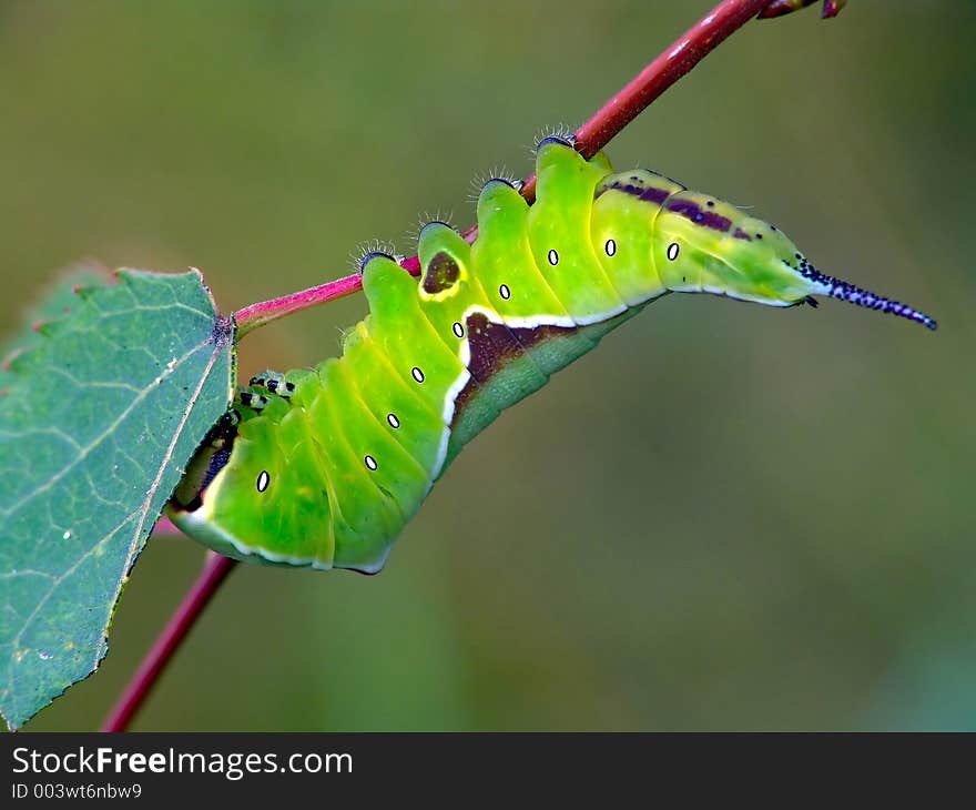 Caterpillar of butterfly Cerura erminea.