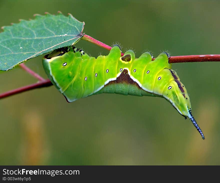 Caterpillar of butterfly Cerura erminea.