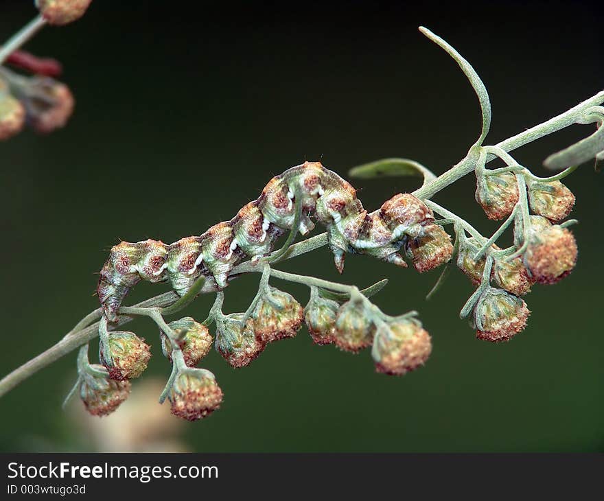 Caterpillar of butterfly Cucullia absinthii.