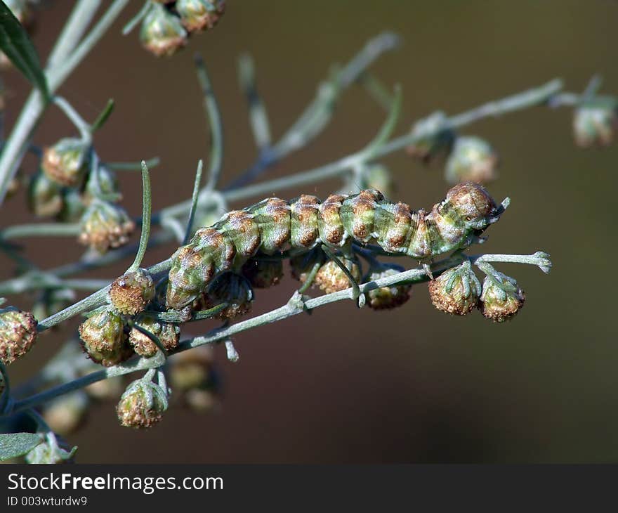 A caterpillar of butterfly Cucullia absinthii families Nodtuidae on colors Artemisia absinthium. A good example of a mimicry. The photo is made in Moscow areas (Russia). Original date/time: 2004:09:05 18:38:59. A caterpillar of butterfly Cucullia absinthii families Nodtuidae on colors Artemisia absinthium. A good example of a mimicry. The photo is made in Moscow areas (Russia). Original date/time: 2004:09:05 18:38:59.