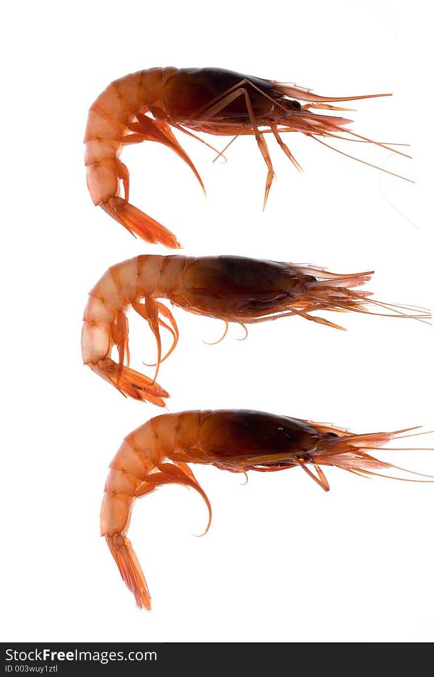 Prawns against the light on white background. Prawns against the light on white background