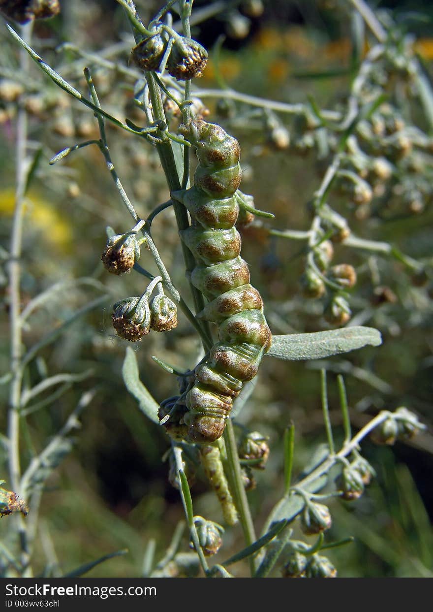 A caterpillar of butterfly Cucullia absinthii families Nodtuidae on colors Artemisia absinthium. A good example of a mimicry. The photo is made in Moscow areas (Russia). Original date/time: 2004:08:31 10:27:35. A caterpillar of butterfly Cucullia absinthii families Nodtuidae on colors Artemisia absinthium. A good example of a mimicry. The photo is made in Moscow areas (Russia). Original date/time: 2004:08:31 10:27:35.