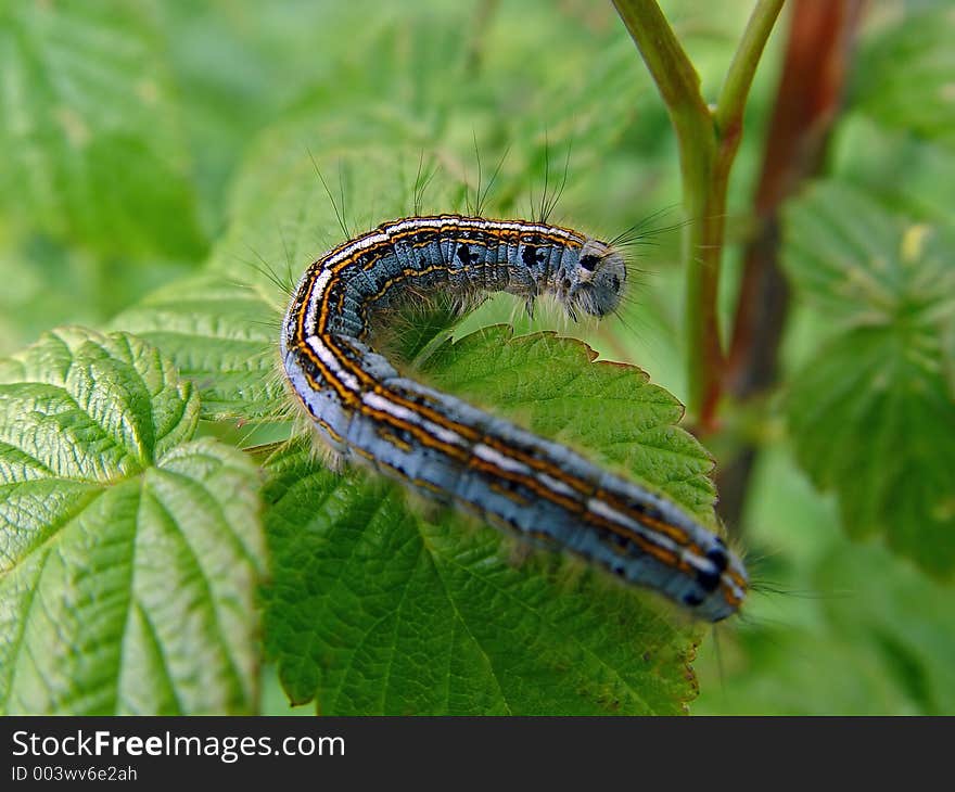 Caterpillar of butterfly Malacosoma neustria.