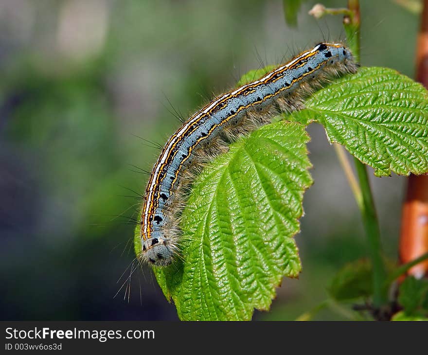 A caterpillar of butterfly Malacosoma neustria families Lasiocampidae on a raspberry. Length of a body about 30 mm. The photo is made in Moscow areas (Russia). Original date/time: 2003:06:13 12:13:30. A caterpillar of butterfly Malacosoma neustria families Lasiocampidae on a raspberry. Length of a body about 30 mm. The photo is made in Moscow areas (Russia). Original date/time: 2003:06:13 12:13:30.