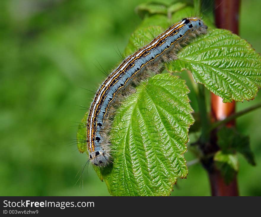 A caterpillar of butterfly Malacosoma neustria families Lasiocampidae on a raspberry. Length of a body about 30 mm. The photo is made in Moscow areas (Russia). Original date/time: 2003:06:13 12:14:01. A caterpillar of butterfly Malacosoma neustria families Lasiocampidae on a raspberry. Length of a body about 30 mm. The photo is made in Moscow areas (Russia). Original date/time: 2003:06:13 12:14:01.