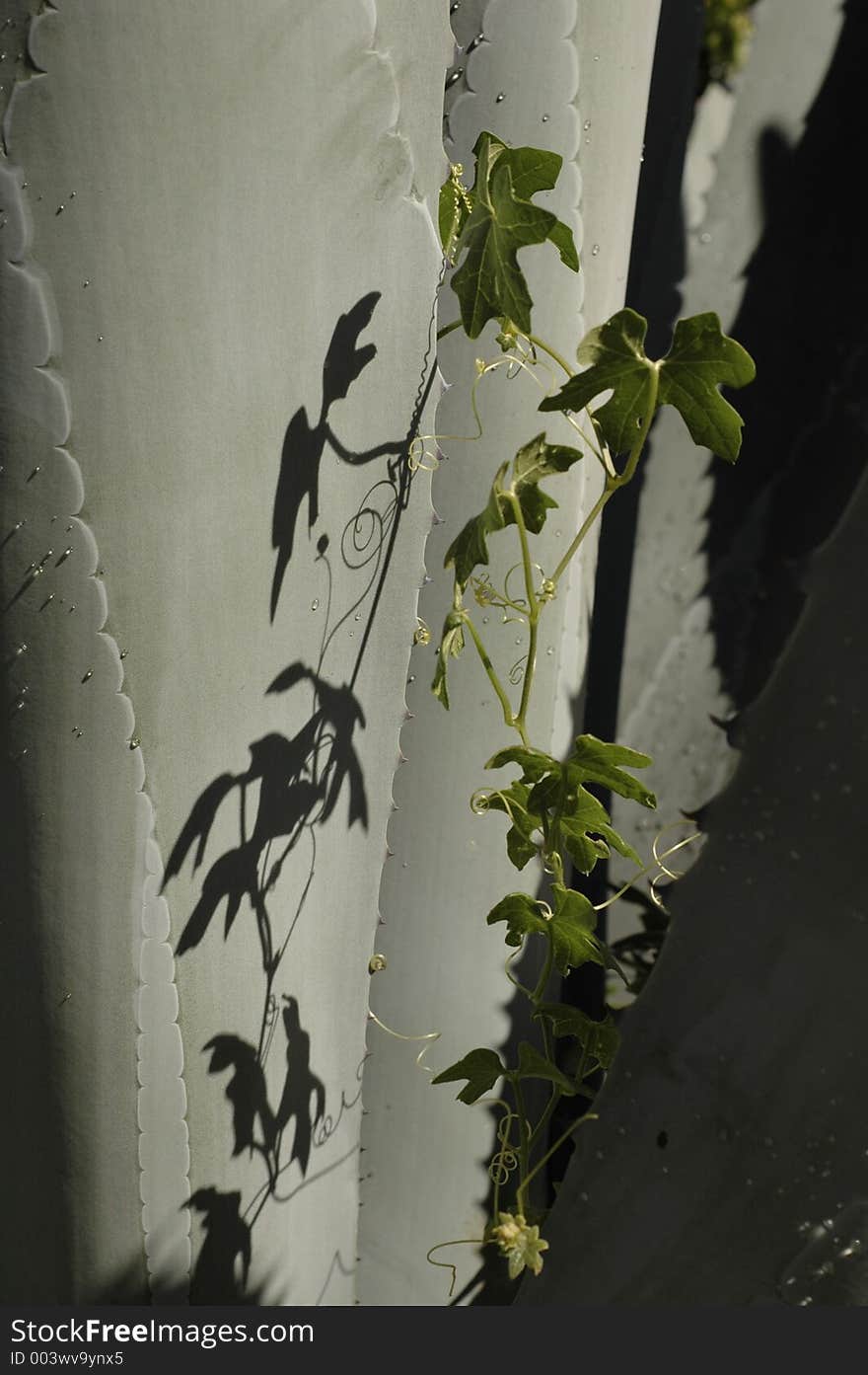 A brilliant green vine creeps up a cactus casting shadow. A brilliant green vine creeps up a cactus casting shadow.