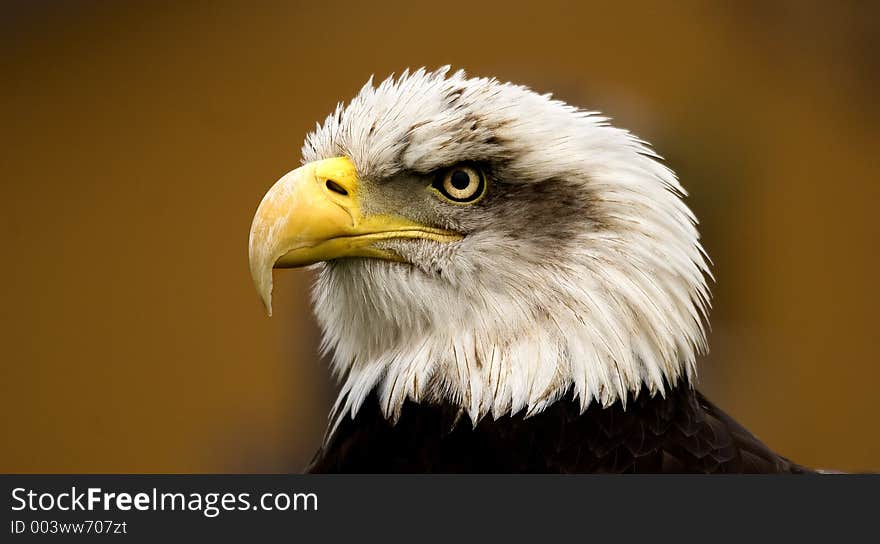 Close-up Eagle