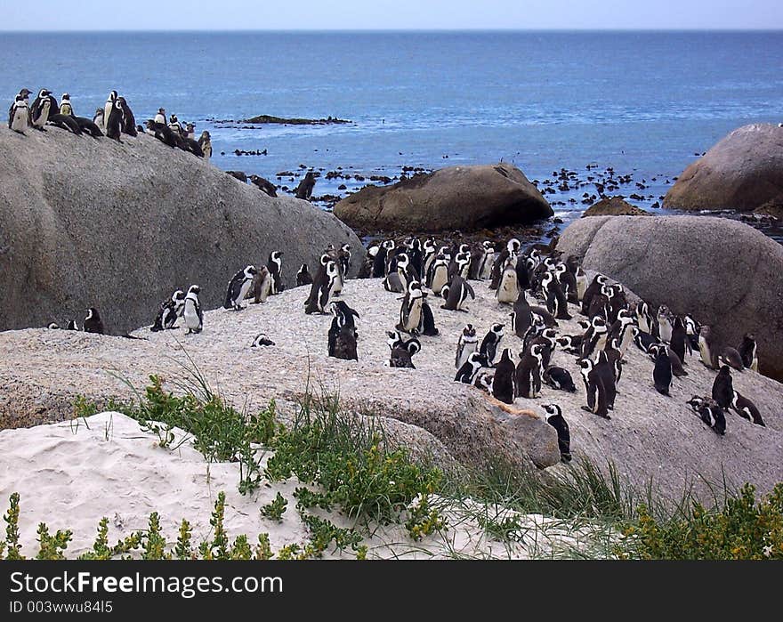 Penguins on rocks by sea. Penguins on rocks by sea