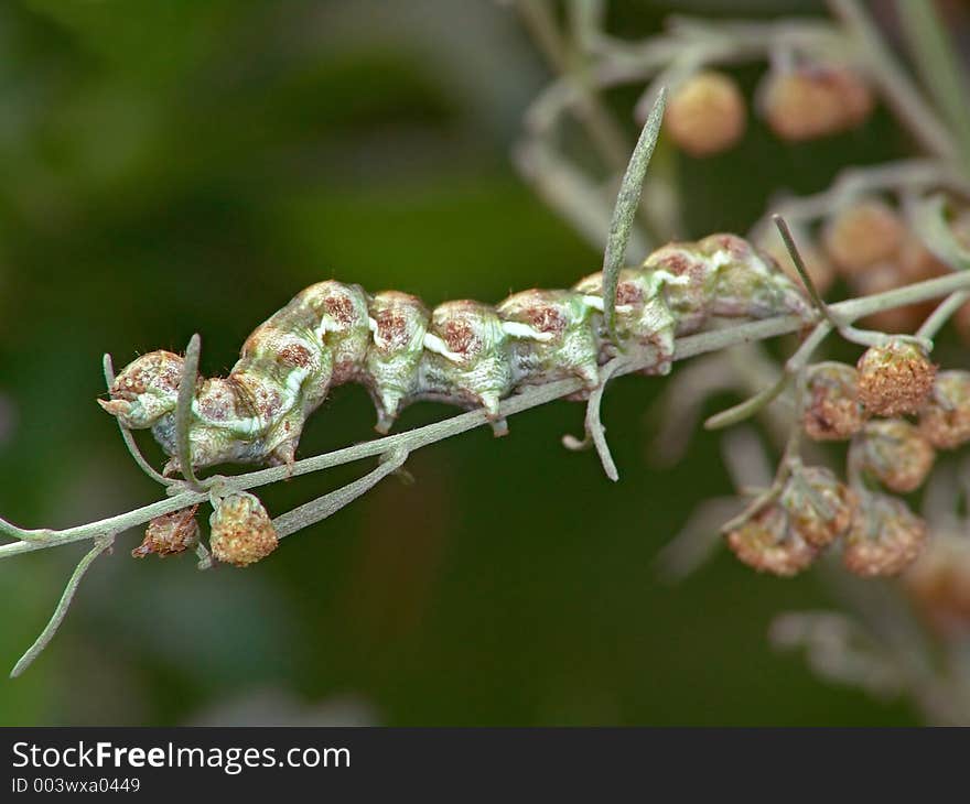 A caterpillar of butterfly Cucullia absinthii families Nodtuidae on colors Artemisia absinthium. A good example of a mimicry. The photo is made in Moscow areas (Russia). Original date/time: 2004:09:02 11:26:12. A caterpillar of butterfly Cucullia absinthii families Nodtuidae on colors Artemisia absinthium. A good example of a mimicry. The photo is made in Moscow areas (Russia). Original date/time: 2004:09:02 11:26:12.