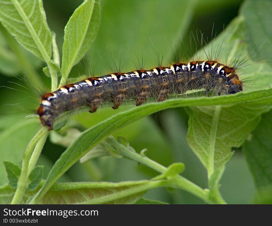 Caterpillar of butterfly Euthrix potatoria.